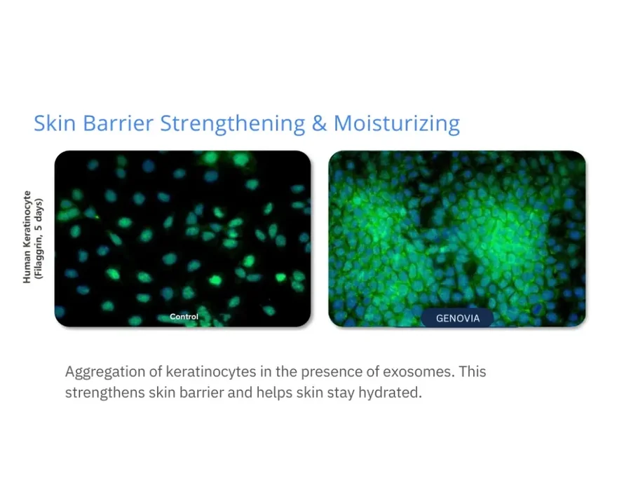 Genovia in-vitro laboratory data: barrier strengthening and moisturising