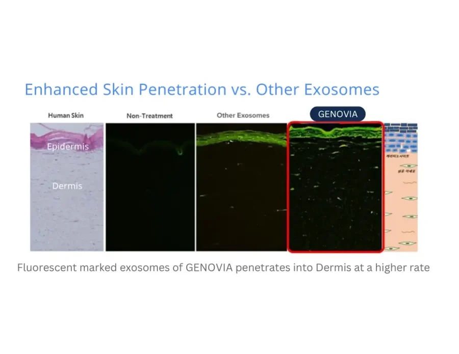 Genovia in-vitro laboratory data: enhanced skin penetration